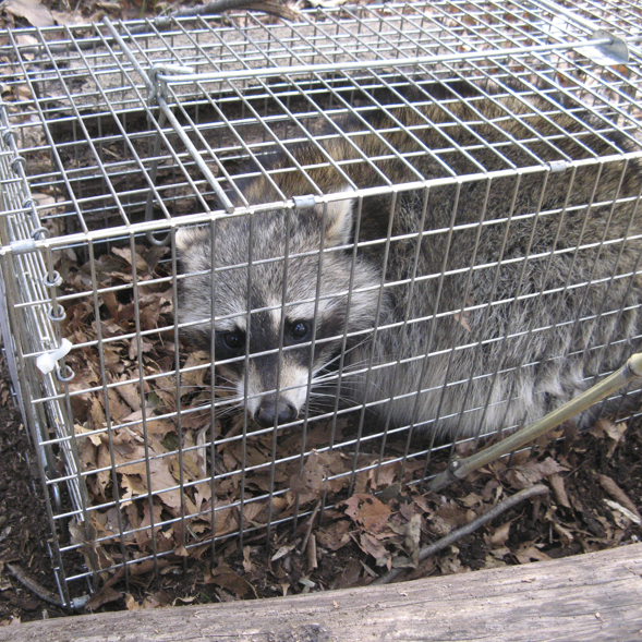 abandon racoon in a cage